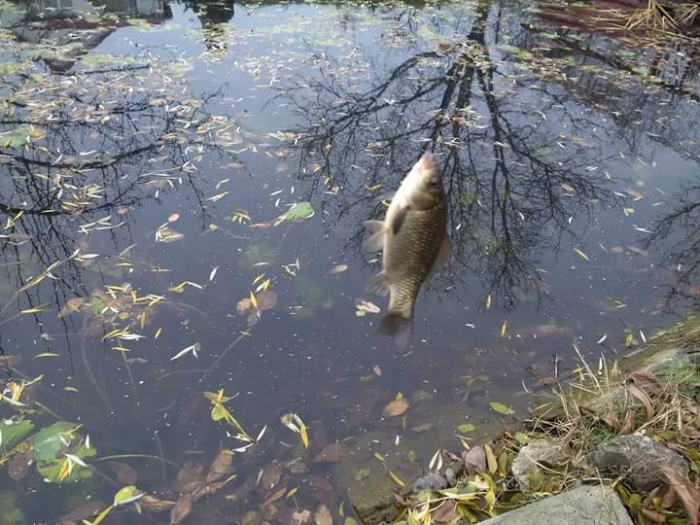 Camin Pentru Batrani Zile Senine - foto 3