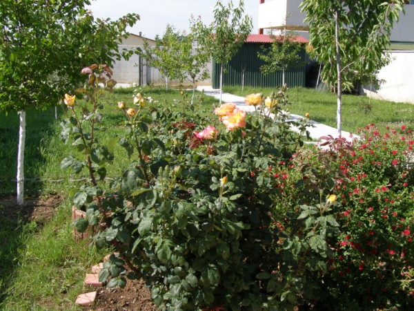 Caminul pentru Batrani Casa Hedviga - foto 2