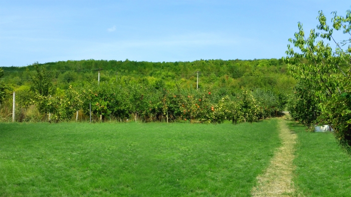 Casa Bunicilor Dâmbovița - foto 5