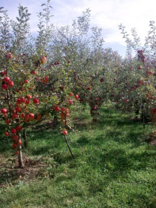 Casa Bunicilor Dâmbovița - foto 14