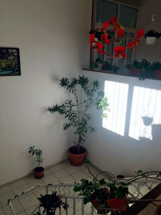 Casa Bunicilor Sibiu - foto 12